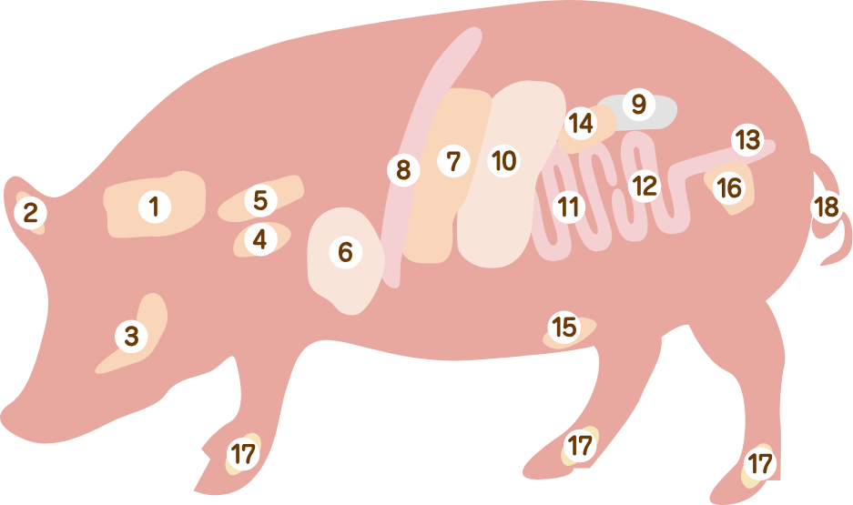 豚内臓肉の部位